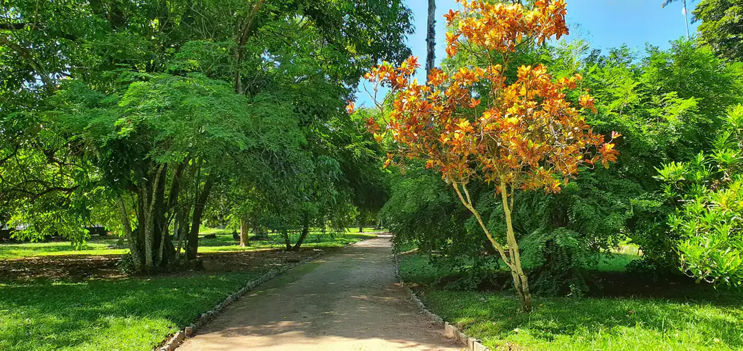 A shaded tree-lined path in the Rio Botanical Garden
