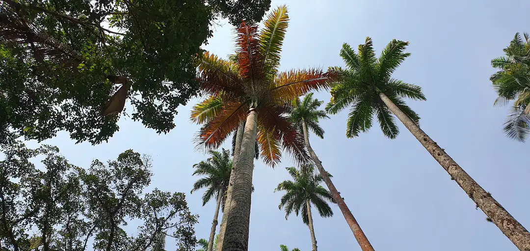 Imperial palms in the Rio de Janeiro Botanical Garden