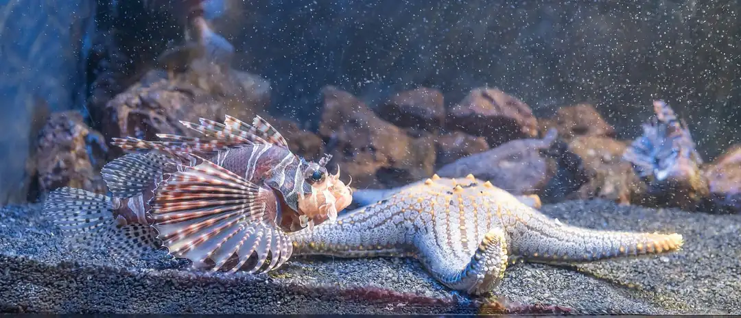 Lionfish and starfish inside AquaRio in Rio de Janeiro