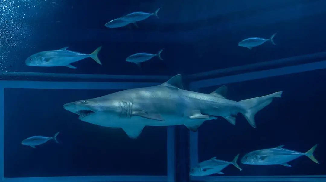Sand tiger shark swimming among fish in a tank at AquaRio