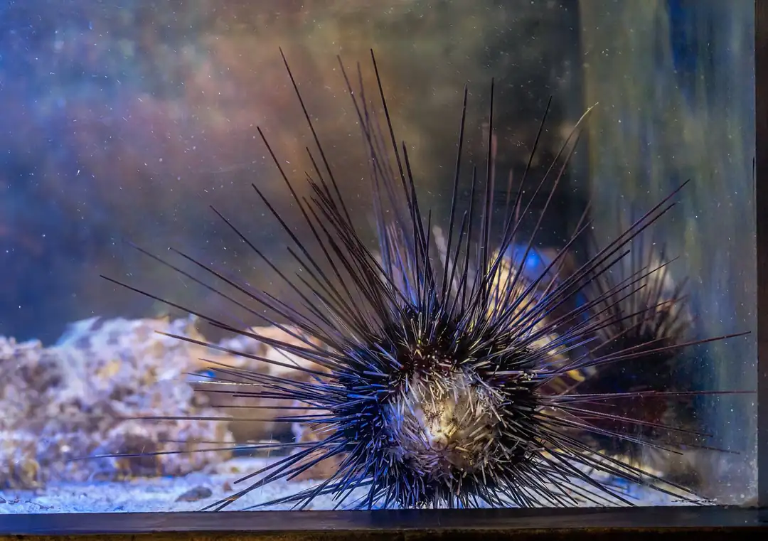 Sea urchin in a marine habitat at AquaRio