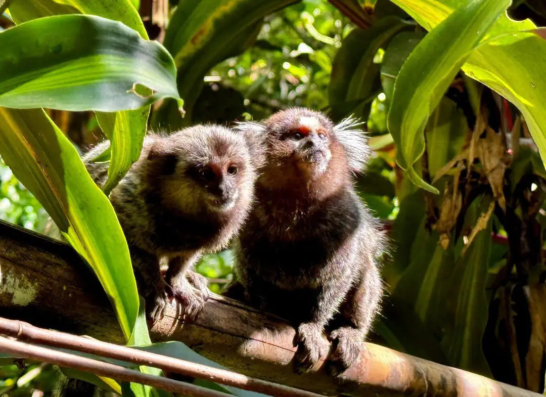 Two marmosets among leaves in the Tijuca rainforest